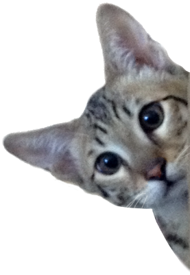 Savannah Cat Videos from the Krazy Cat Guy